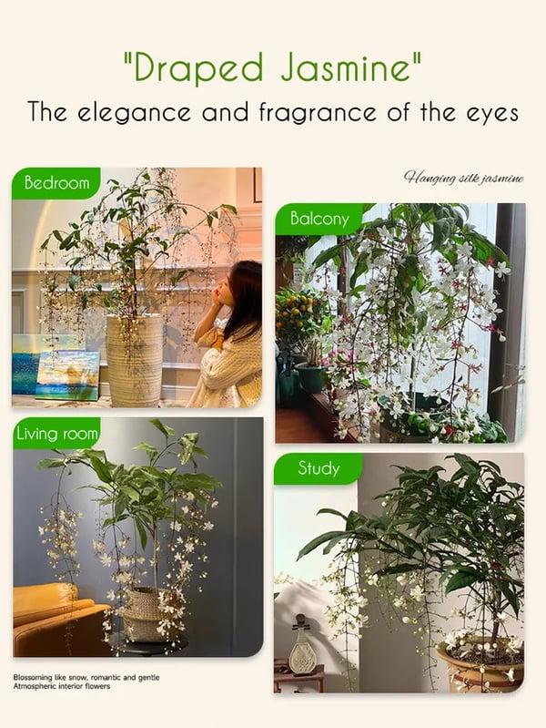 🌸Weeping Jasmine Seeds!